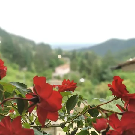 Casa Old Olive Σπίτι διακοπών *